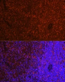 Anti-TMS1 antibody used in IHC (Paraffin sections) (IHC-P). GTX55818