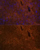 Anti-UGT1A antibody used in IHC (Paraffin sections) (IHC-P). GTX55835