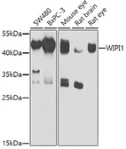 Anti-WIPI1 antibody used in Western Blot (WB). GTX55842