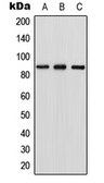 Anti-RGL1 antibody used in Western Blot (WB). GTX55936