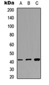 Anti-MAS1L antibody used in Western Blot (WB). GTX56059