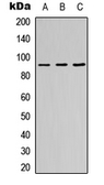 Anti-ZNF786 antibody used in Western Blot (WB). GTX56081