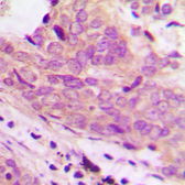 Anti-MARCH-I antibody used in IHC (Paraffin sections) (IHC-P). GTX56127