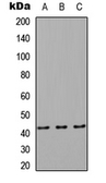 Anti-RAB8B antibody used in Western Blot (WB). GTX56137