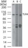 Anti-TLR4 antibody [76B357.1] used in Western Blot (WB). GTX57153