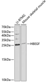 Anti-HB EGF antibody used in Western Blot (WB). GTX57159