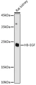 Anti-HB EGF antibody used in Western Blot (WB). GTX57159