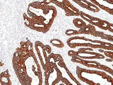Anti-Cytokeratin 19 antibody [IHC019] used in IHC (Paraffin sections) (IHC-P). GTX57173