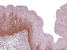 Anti-MSH2 antibody [IHC410] used in IHC (Paraffin sections) (IHC-P). GTX57175