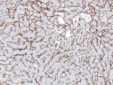 Anti-COL4A1 antibody [IHC549] used in IHC (Paraffin sections) (IHC-P). GTX57183