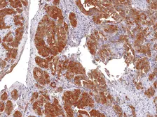 Anti-Thyroglobulin antibody [IHC674] used in IHC (Paraffin sections) (IHC-P). GTX57201