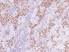 Anti-Nanog antibody [IHC634] used in IHC (Paraffin sections) (IHC-P). GTX57207