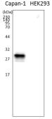 Anti-MUC1 antibody [014E] used in Western Blot (WB). GTX57210
