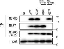 Anti-SOD1 (mutant) antibody [MS785] used in Immunoprecipitation (IP). GTX57211