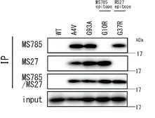 Anti-SOD1 (mutant) antibody [MS27] used in Immunoprecipitation (IP). GTX57212