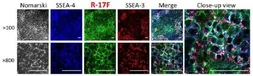 Anti-lacto-N-fucopentaose I antibody [R-17F] used in Immunocytochemistry/ Immunofluorescence (ICC/IF). GTX57213
