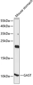 Anti-Gastrin antibody used in Western Blot (WB). GTX57235