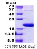 Human IL1F10 protein, His tag. GTX57238-pro