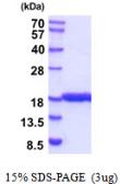 Human IL1F10 protein. GTX57239-pro