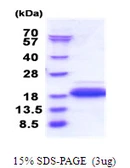 Human DPY30 protein, His tag. GTX57240-pro
