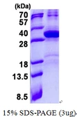 Human Hes7 protein, His tag. GTX57241-pro