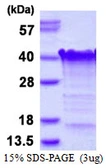 Human TCEAL3 protein, His tag. GTX57256-pro