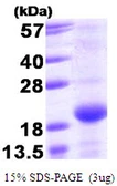 Human BMF protein, T7 tag. GTX57263-pro