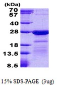 Human HN1L protein, His tag. GTX57266-pro
