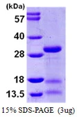 Human IDI2 protein, His tag. GTX57270-pro