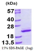 Human MRLC2 protein, His tag. GTX57285-pro