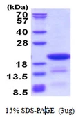 Human DTD2 protein, His tag. GTX57290-pro