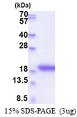Human MRFAP1L1 protein, His tag. GTX57297-pro