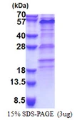 Human ZNF689 protein, His tag. GTX57300-pro