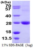 Human ARL11 protein, His tag. GTX57301-pro