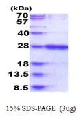Human RAB39B protein, His tag. GTX57305-pro