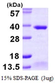 Human ALKBH2 protein, His tag. GTX57312-pro