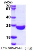 Human SENP8 protein, His tag. GTX57315-pro