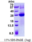 Human LSM12 protein, His tag. GTX57320-pro