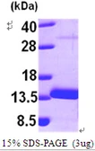 Human MTPN protein, His tag. GTX57340-pro
