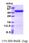 Human UBXN2B protein, His tag. GTX57341-pro