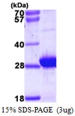 Human MLC1SA protein, His tag. GTX57345-pro