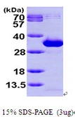 Human NANP protein, His tag. GTX57351-pro