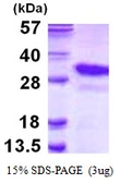 Human PSMA8 protein, His tag. GTX57353-pro