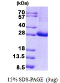 Human KCTD11 protein, His tag. GTX57359-pro