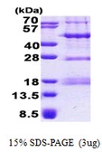 Human PHF13 protein, His tag. GTX57361-pro