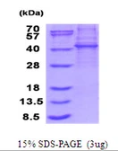Human KLHDC8B protein, His tag. GTX57383-pro