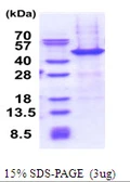 Human NAIF1 protein, His tag. GTX57385-pro