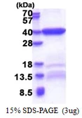 Human Bend6 protein, His tag. GTX57393-pro