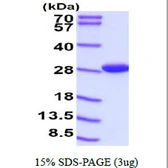 Mouse Flavin reductase protein, His tag. GTX57395-pro