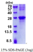 Human GCET2 protein, His tag. GTX57401-pro